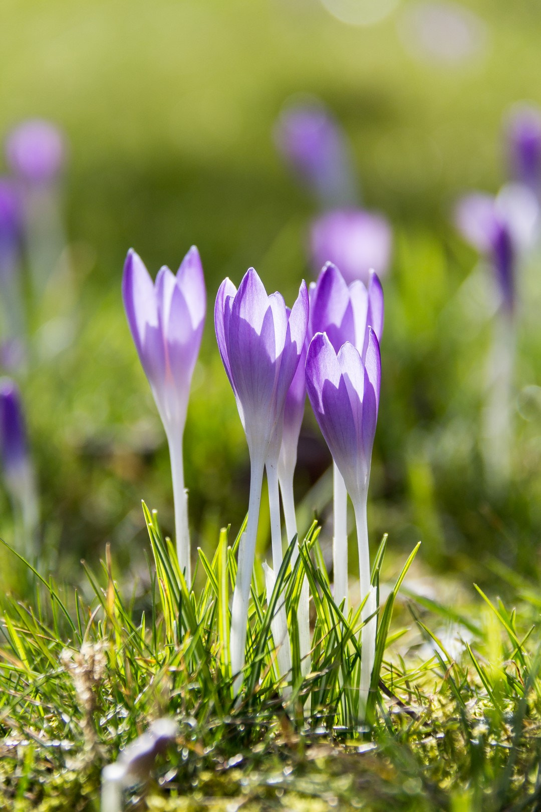 Canon EF-S 18-200mm F3.5-5.6 IS sample photo. Crocus photography