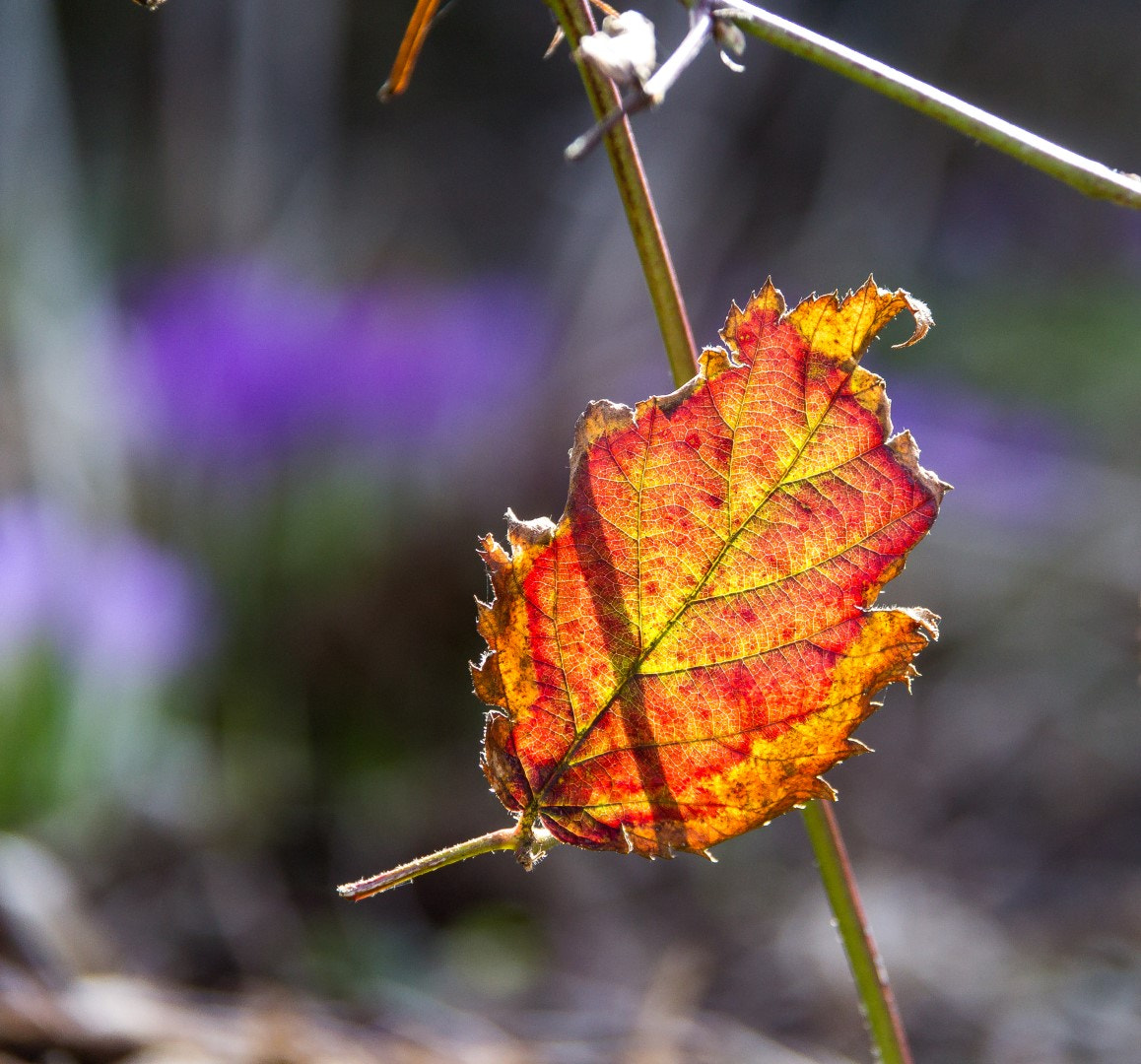 Canon EF-S 18-200mm F3.5-5.6 IS sample photo. Last years colours photography
