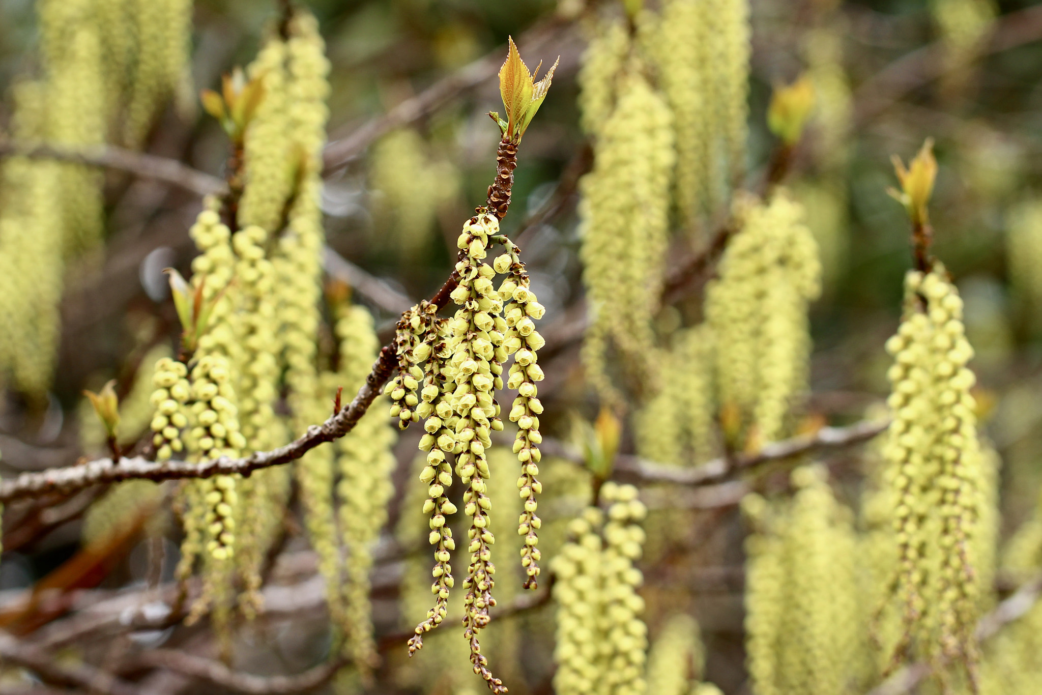 Canon EOS 700D (EOS Rebel T5i / EOS Kiss X7i) sample photo. Yellow cascade photography