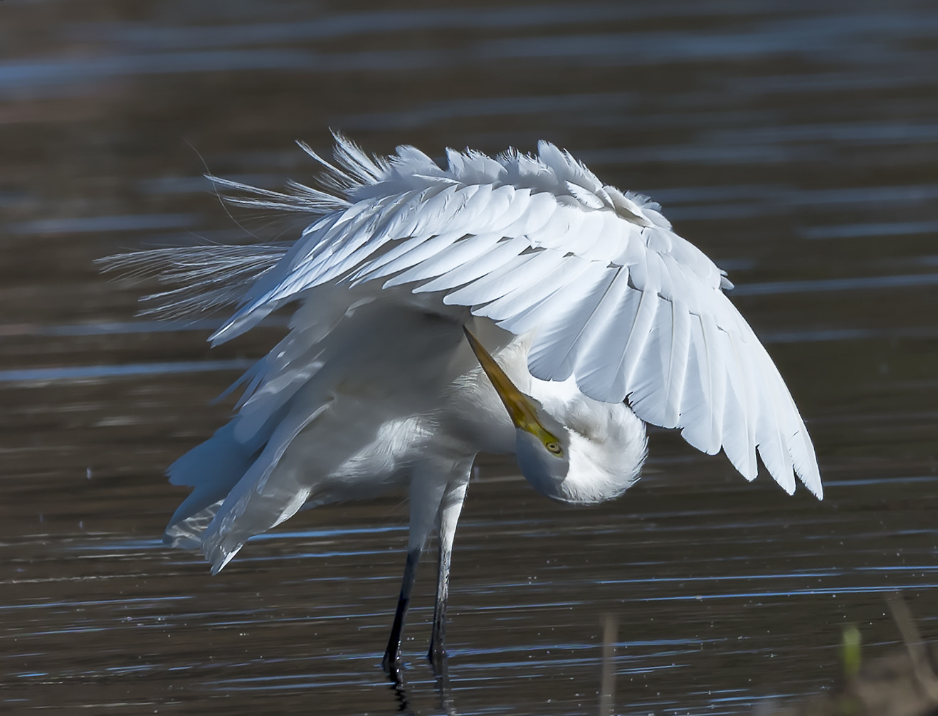 Nikon D500 + Nikon AF-S Nikkor 600mm F4E FL ED VR sample photo. Great egret photography