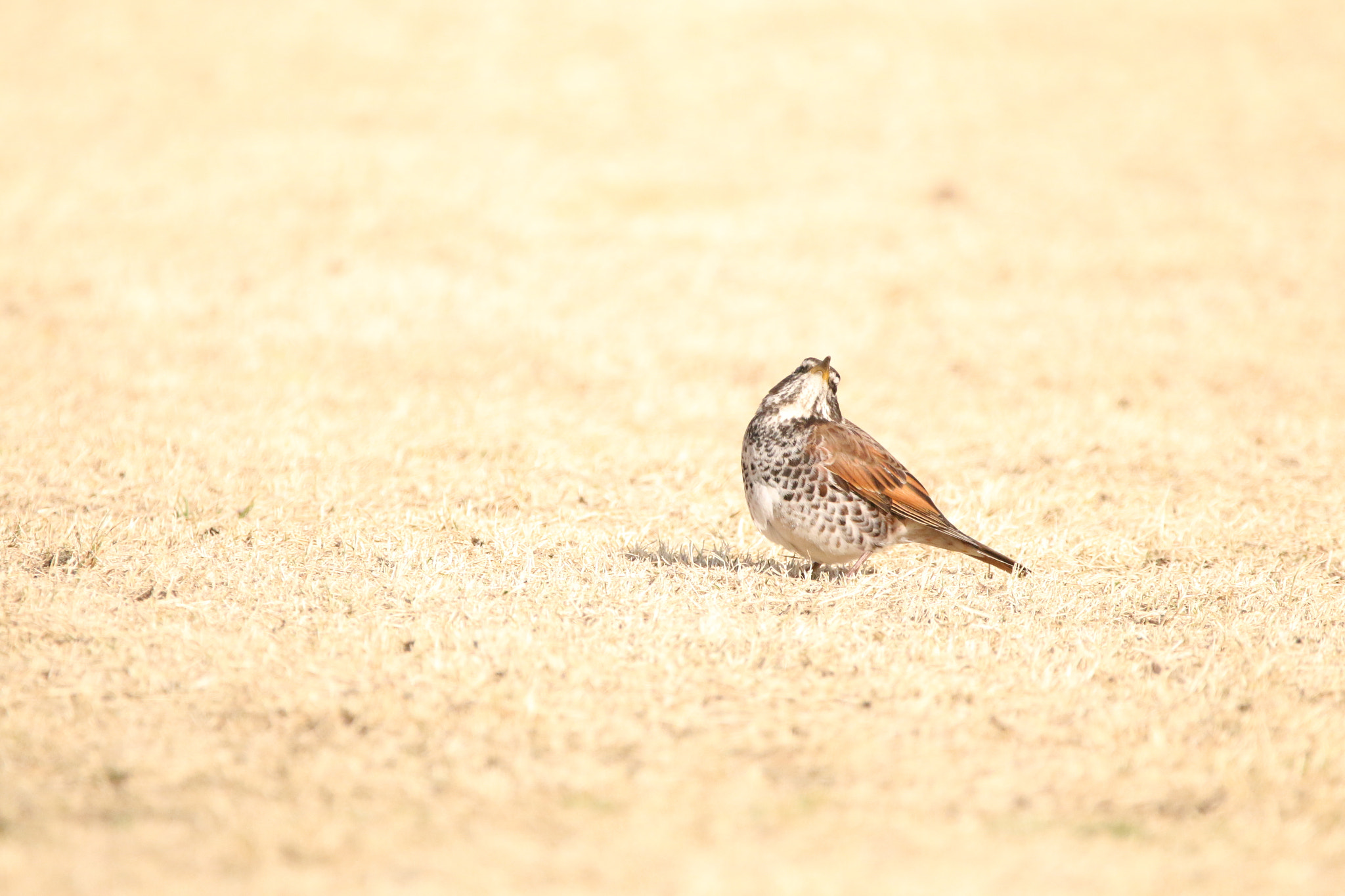 Sigma 150-600mm F5-6.3 DG OS HSM | C sample photo. Is anyone there? photography