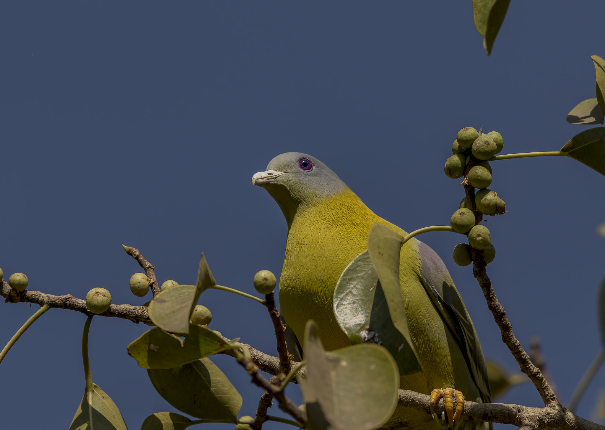Nikon D500 + Nikon AF-S Nikkor 600mm F4E FL ED VR sample photo. Yellow footed green pigeon photography