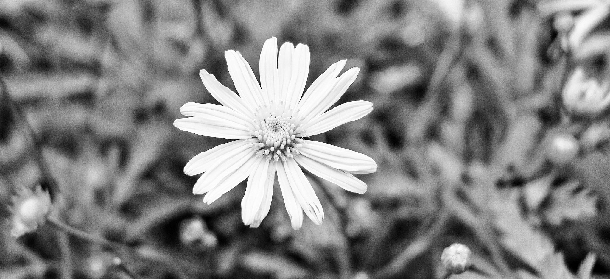 Canon EOS 760D (EOS Rebel T6s / EOS 8000D) sample photo. 「獨」 photography
