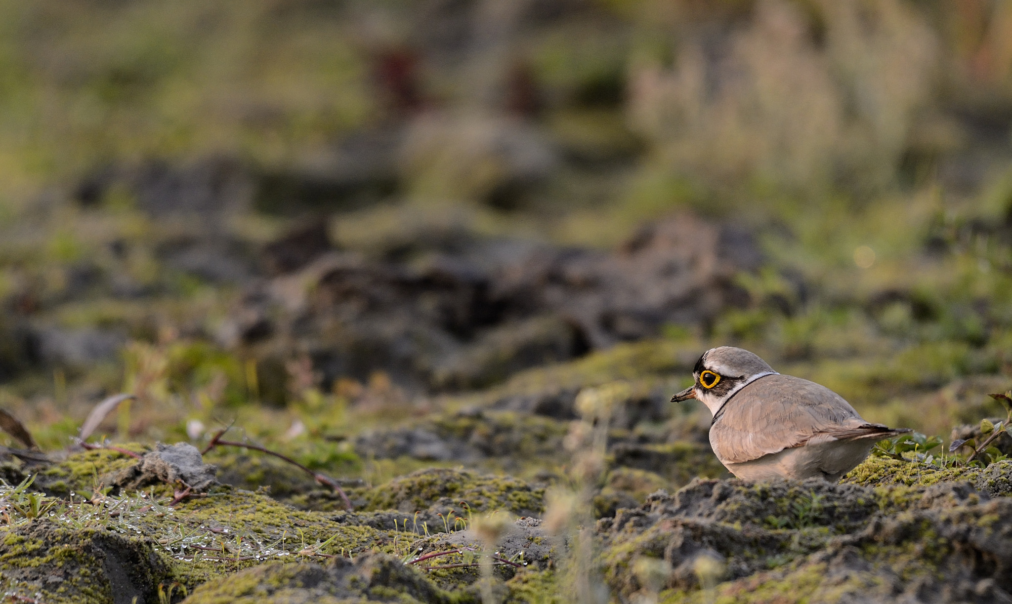 Nikon AF-S Nikkor 200-500mm F5.6E ED VR sample photo. Little-ringed plover photography