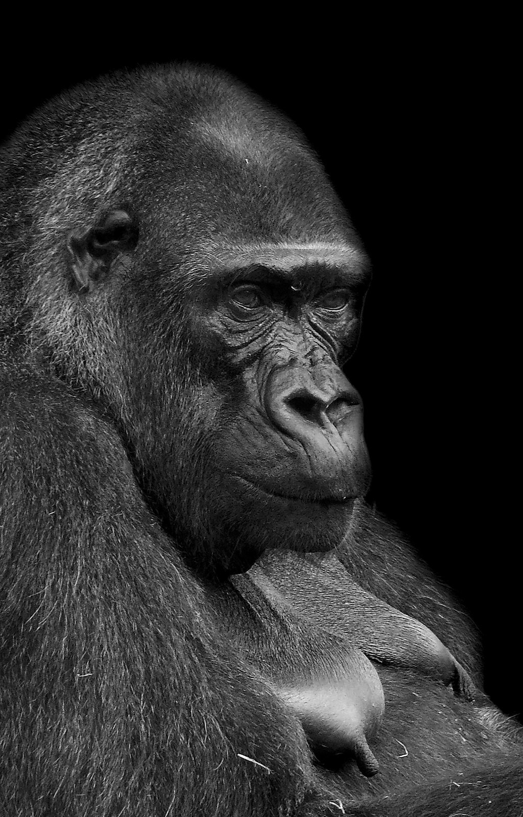 Nikon D7000 + Sigma 150-500mm F5-6.3 DG OS HSM sample photo. Gorilla - bwlk photography