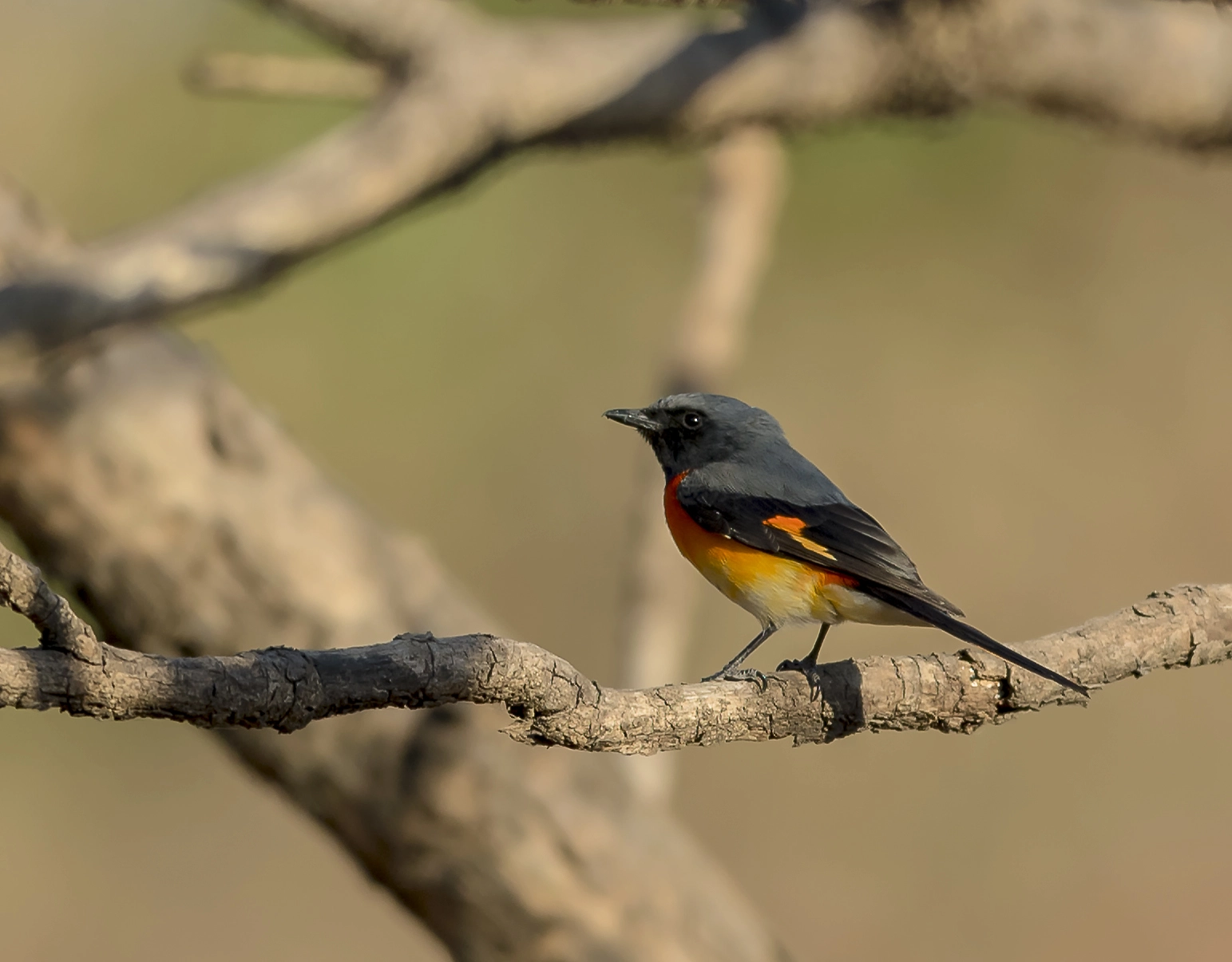 Nikon AF-S Nikkor 600mm F4E FL ED VR sample photo. Small minivet photography