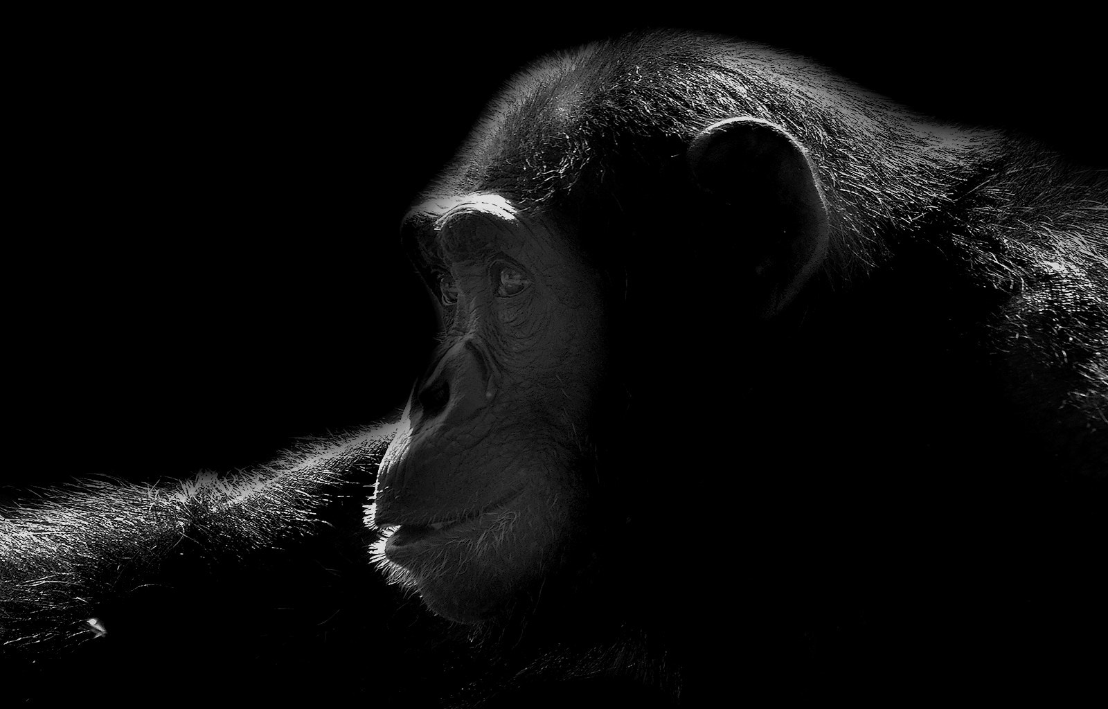 Sigma 150-500mm F5-6.3 DG OS HSM sample photo. Chimp #2 - bwlk photography