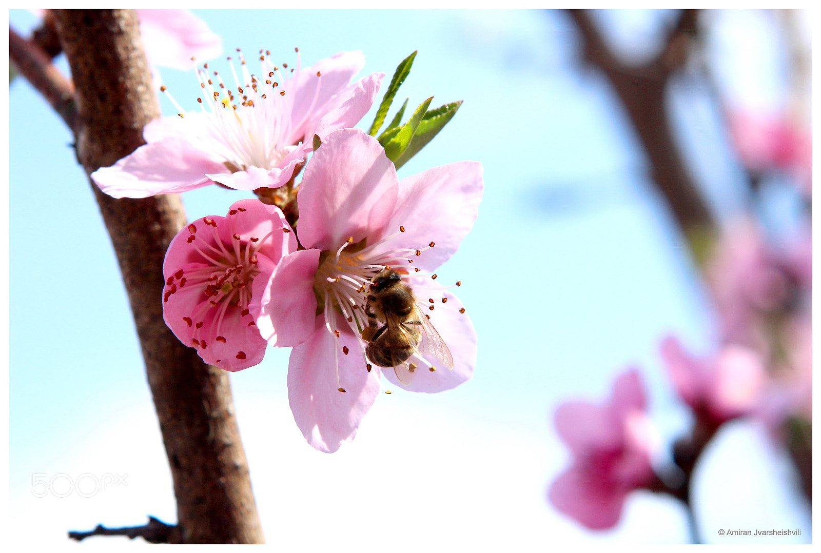 Canon EF 24-70mm F2.8L USM sample photo. Spring photography