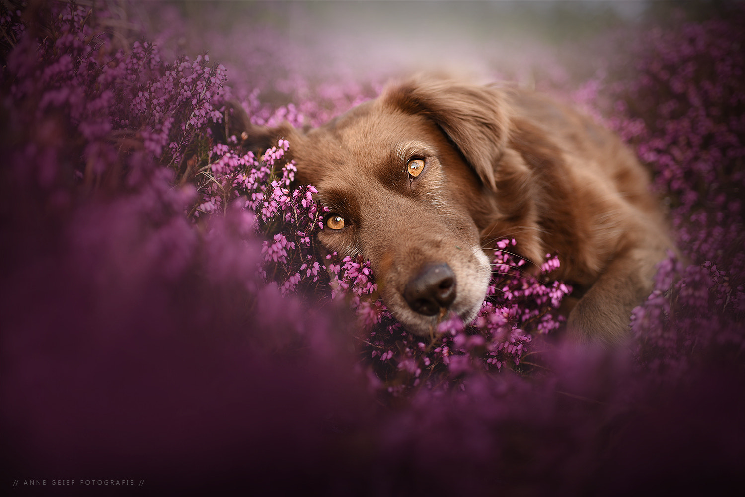 Nikon D750 sample photo. - purple dream - photography