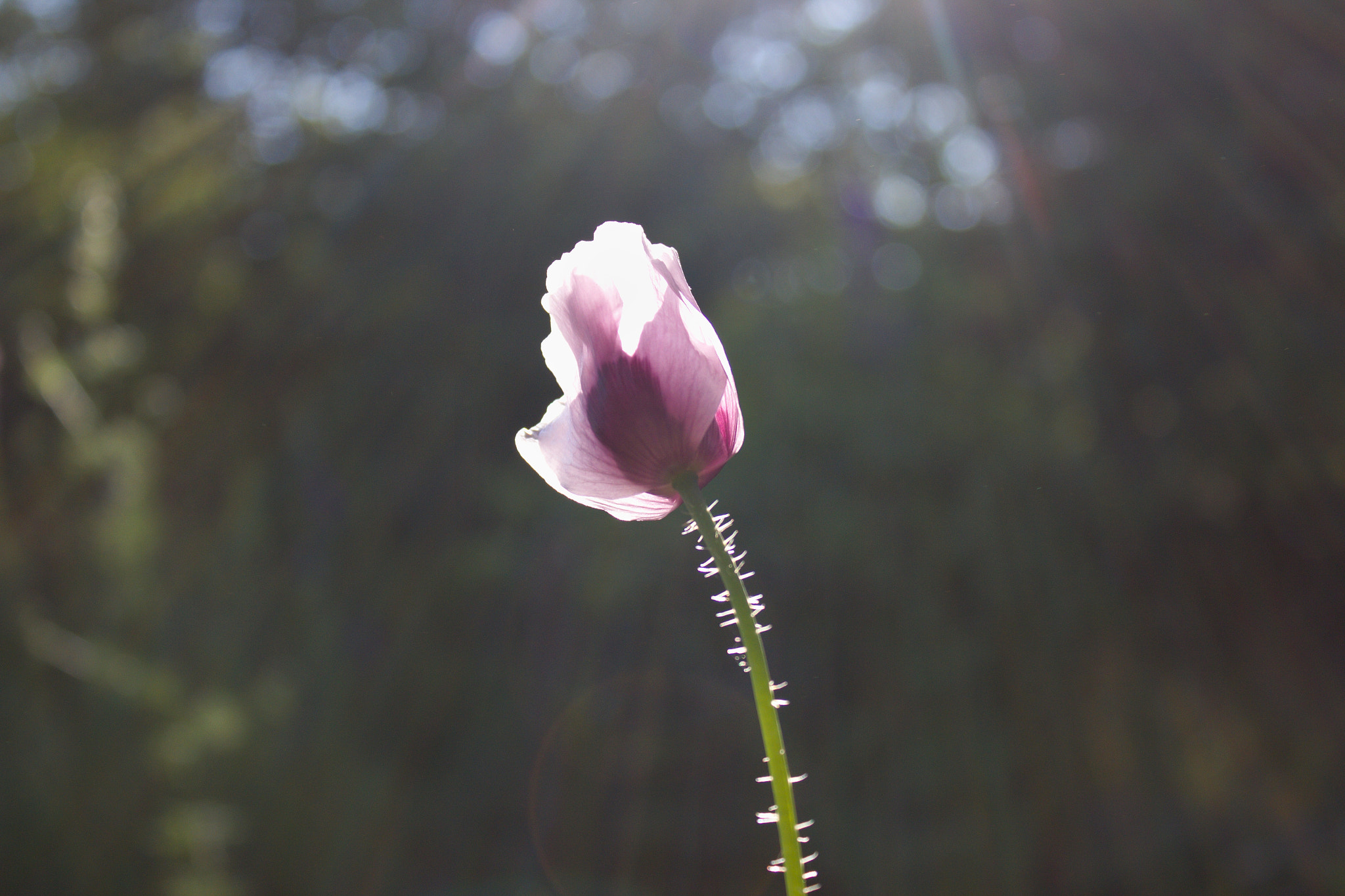 18.00 - 55.00 mm sample photo. Poppy photography