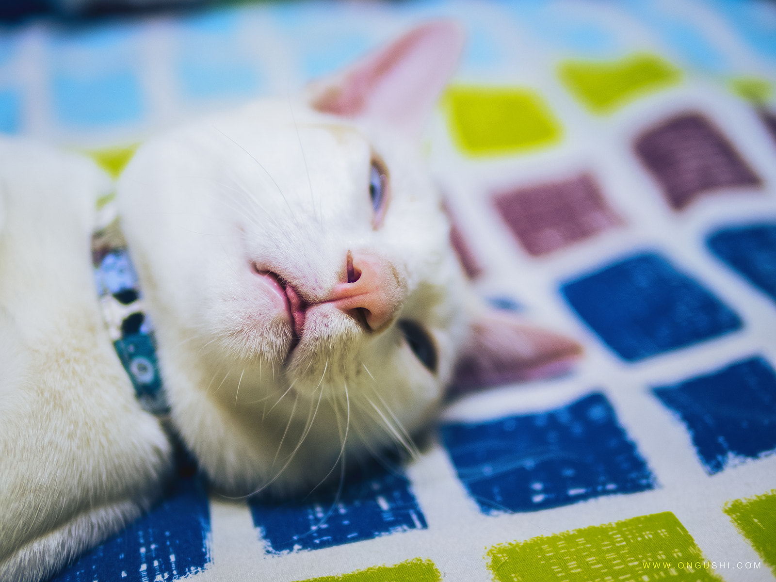 Olympus OM-D E-M10 II + Panasonic Leica DG Summilux 25mm F1.4 II ASPH sample photo. Cat 201: i'm out of energy! today photography