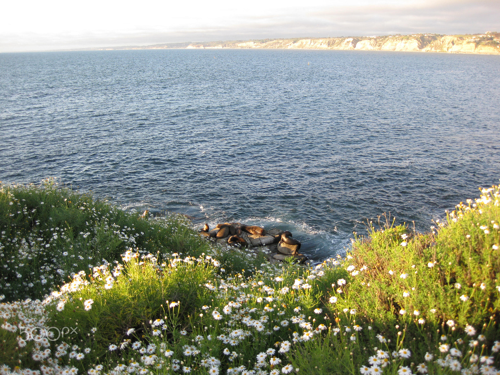 Canon PowerShot SD790 IS (Digital IXUS 90 IS / IXY Digital 95 IS) sample photo. La jolla cove seals photography