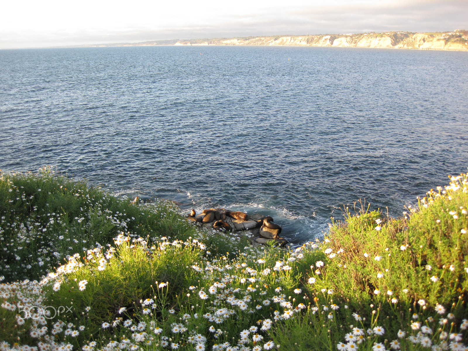 Canon PowerShot SD790 IS (Digital IXUS 90 IS / IXY Digital 95 IS) sample photo. La jolla cove seals photography