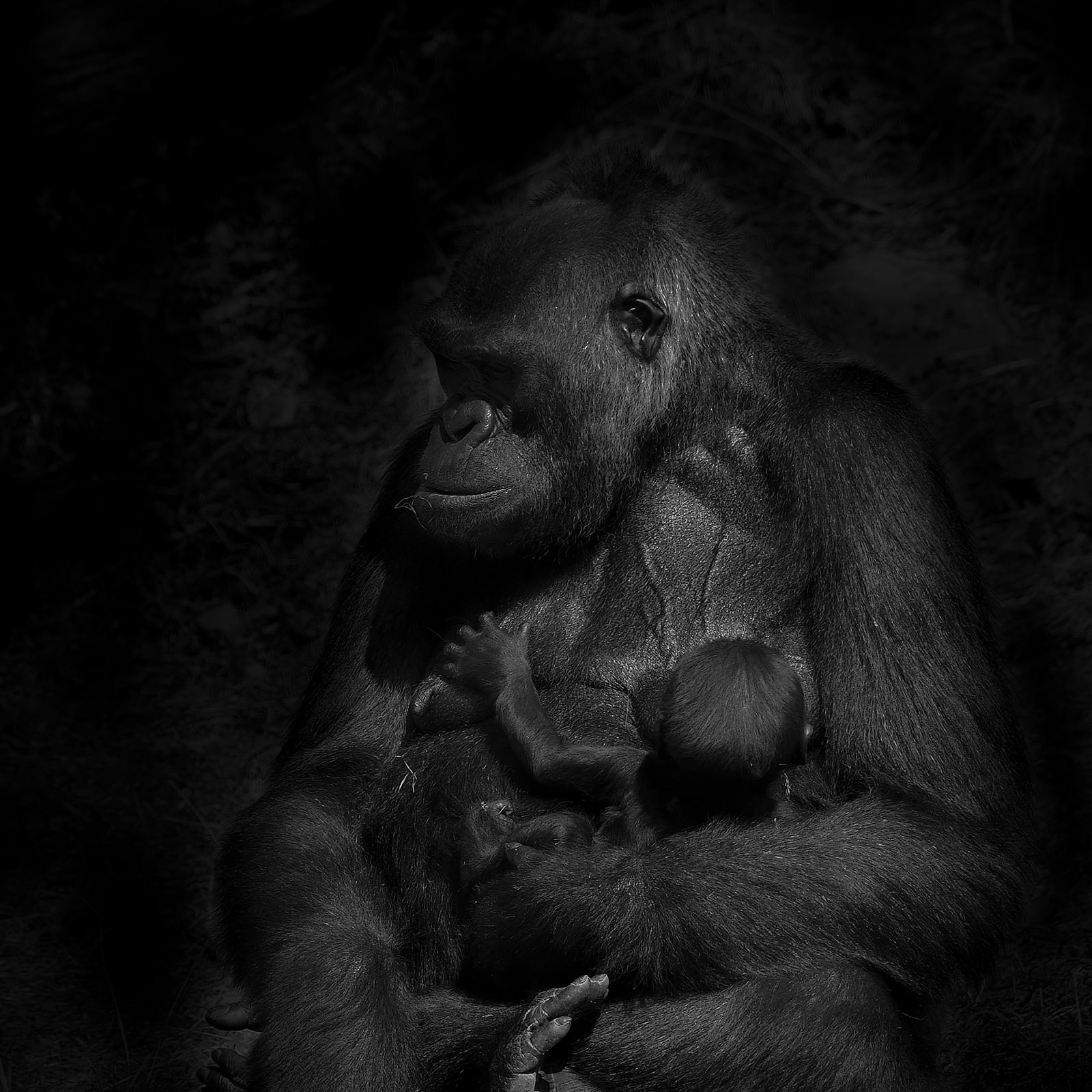Nikon D7000 + Sigma 150-500mm F5-6.3 DG OS HSM sample photo. Mother and child - bwlk photography