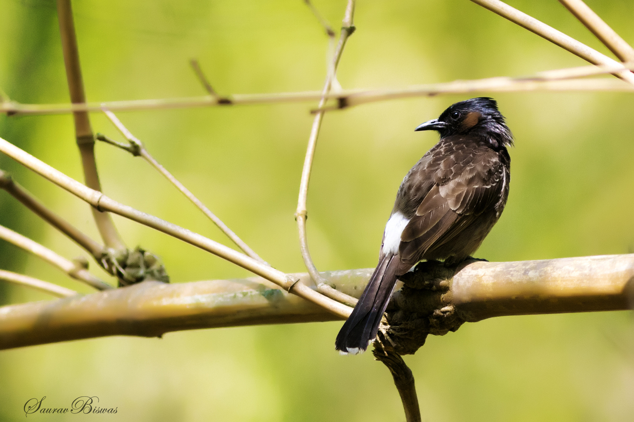 Canon EF 300mm F4L IS USM sample photo. Red vented bulbul photography