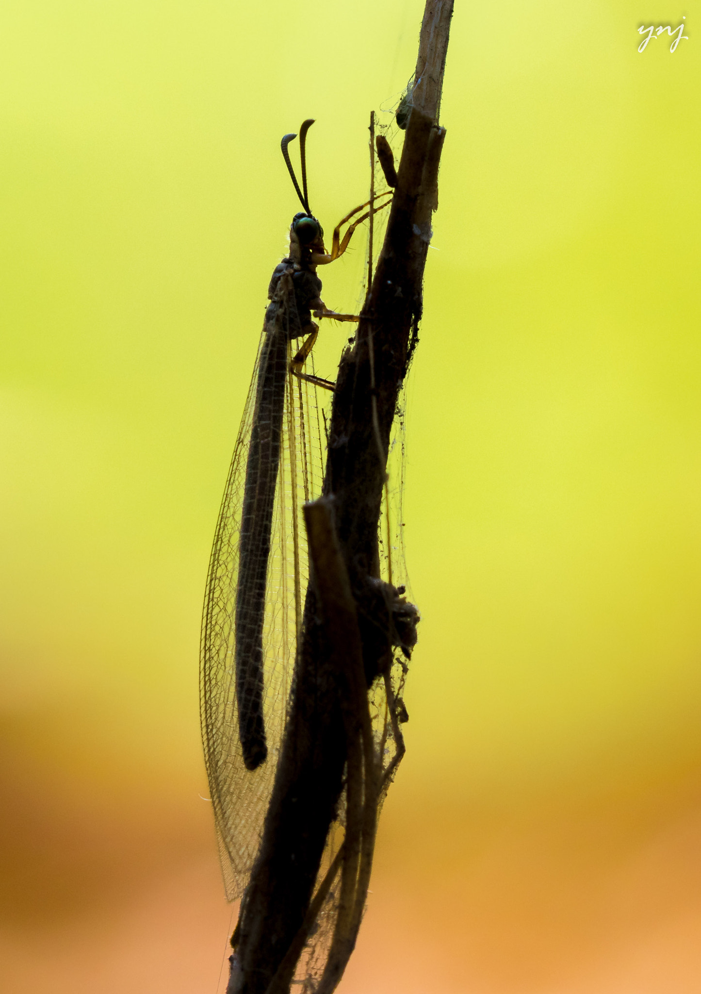 Canon EOS 7D Mark II sample photo. Lacewing silhouette photography