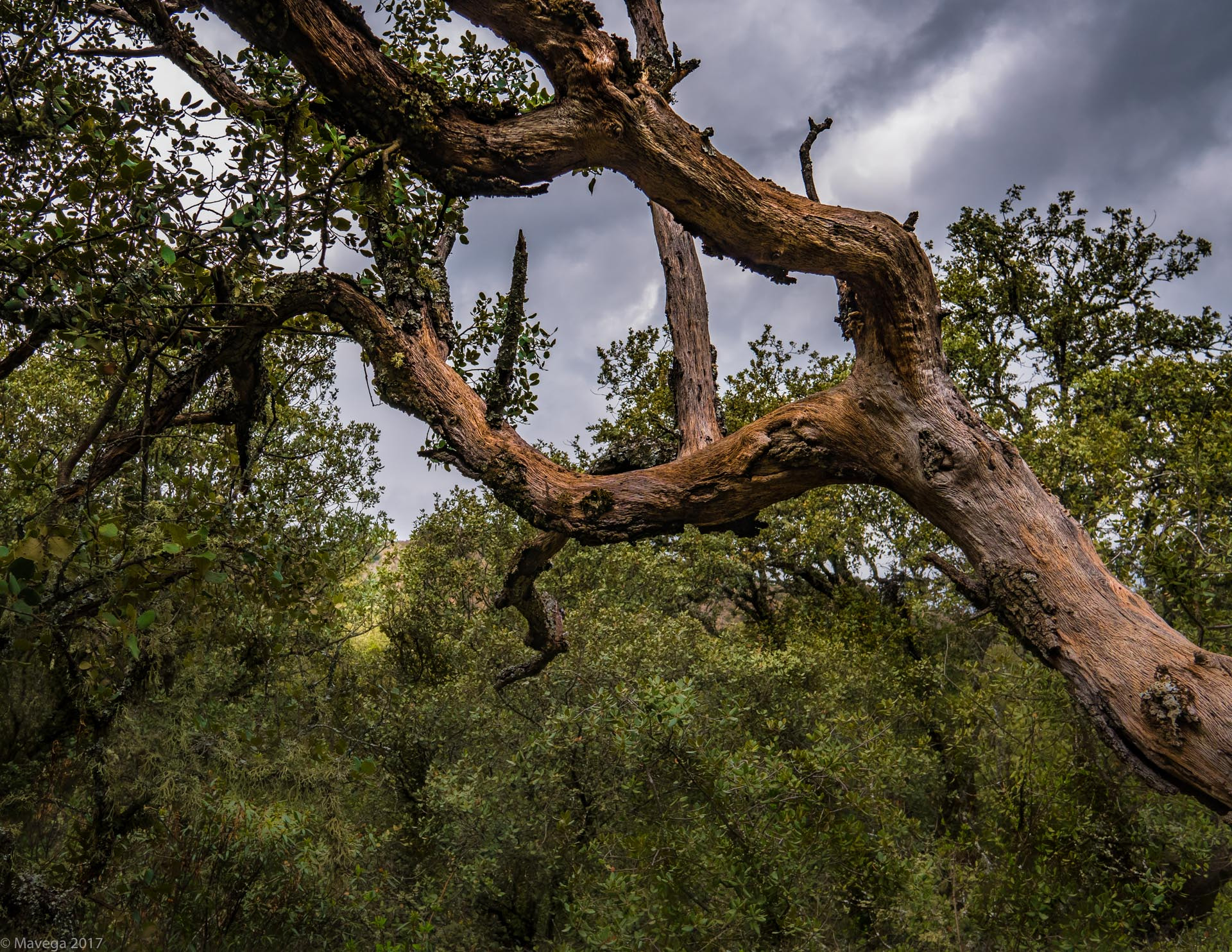 Sony a6300 sample photo. Wood photography