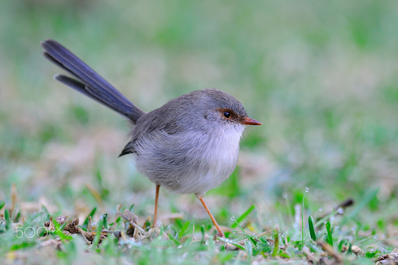 Nikon AF-S Nikkor 300mm F2.8G ED VR II sample photo. Superb fairy wren photography