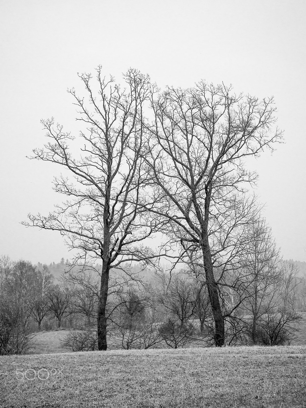 Panasonic Lumix G X Vario 35-100mm F2.8 OIS sample photo. Two trees photography