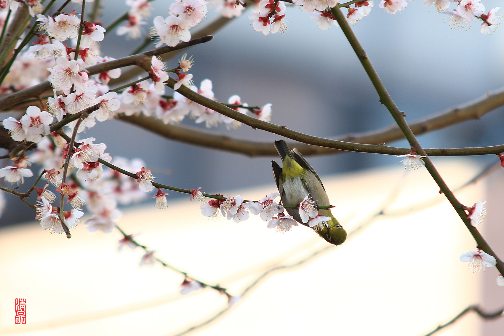 Canon EOS 7D Mark II + Sigma 70-200mm F2.8 EX DG OS HSM sample photo. Silvereye photography