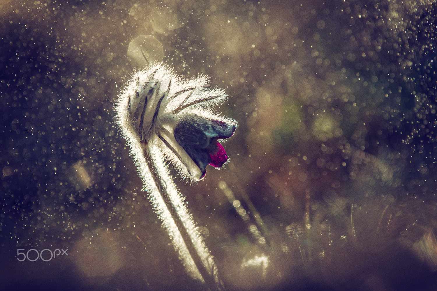 Sony 75-300mm F4.5-5.6 sample photo. In the rain photography