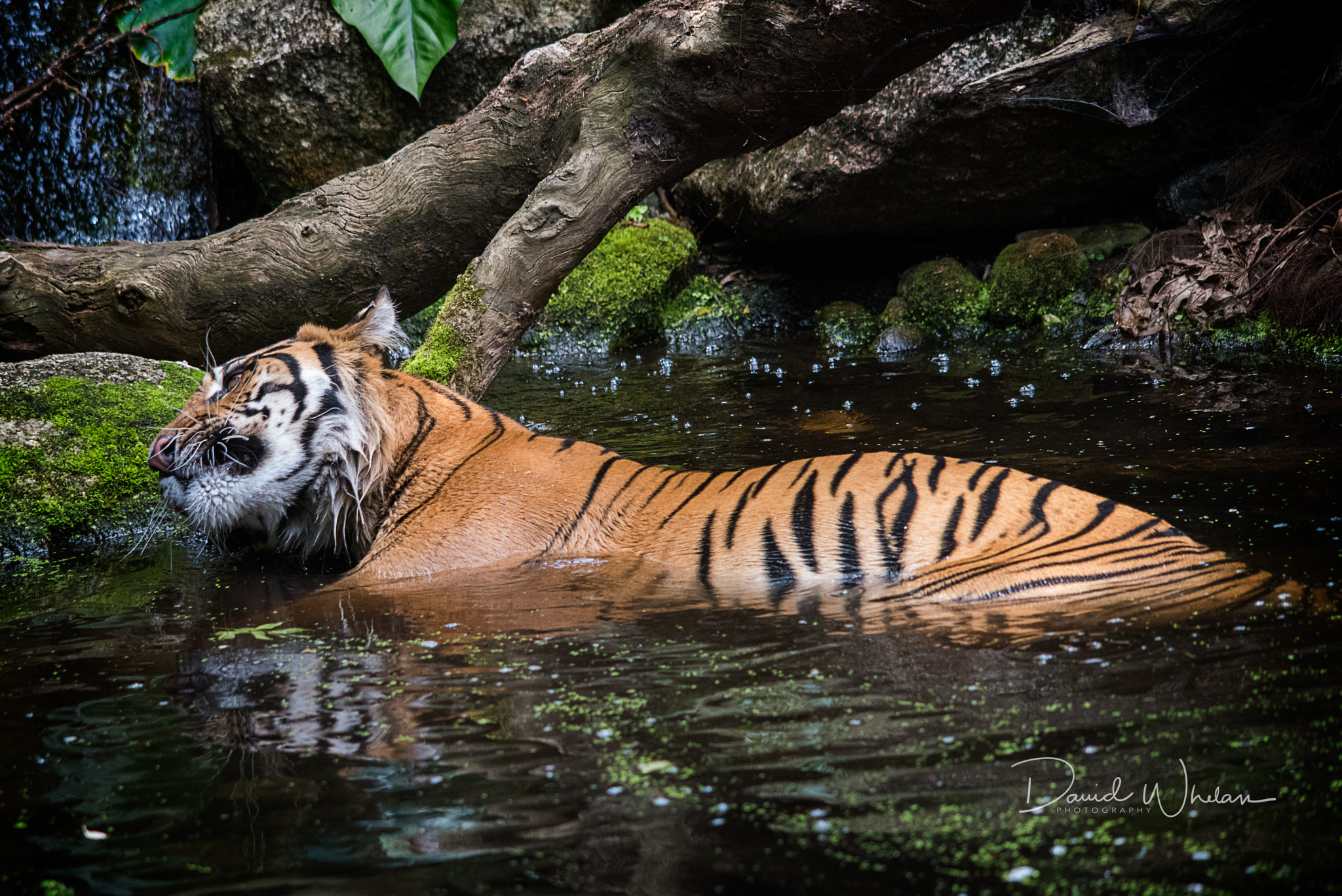 Sigma 150-500mm F5-6.3 DG OS HSM sample photo. Bath time photography