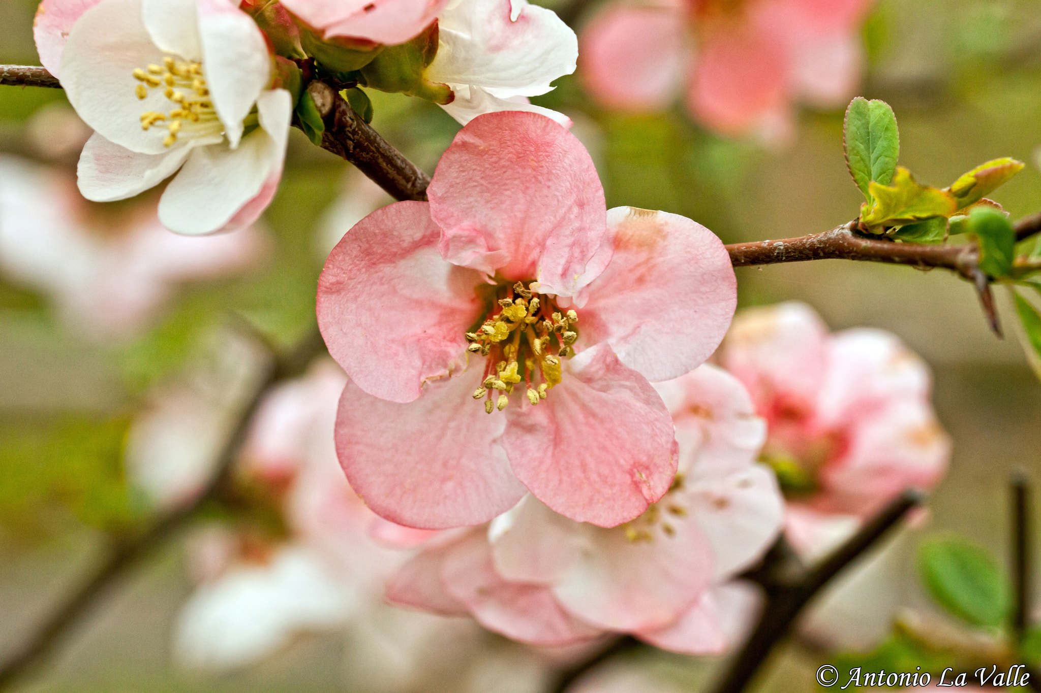 Canon EOS 5D Mark II + Sigma 105mm F2.8 EX DG OS HSM sample photo. Keisei rose garden photography