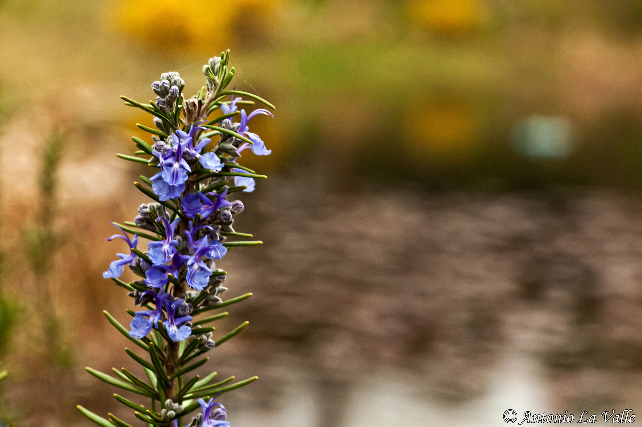 Canon EOS 5D Mark II + Sigma 105mm F2.8 EX DG OS HSM sample photo. Rosmarino photography