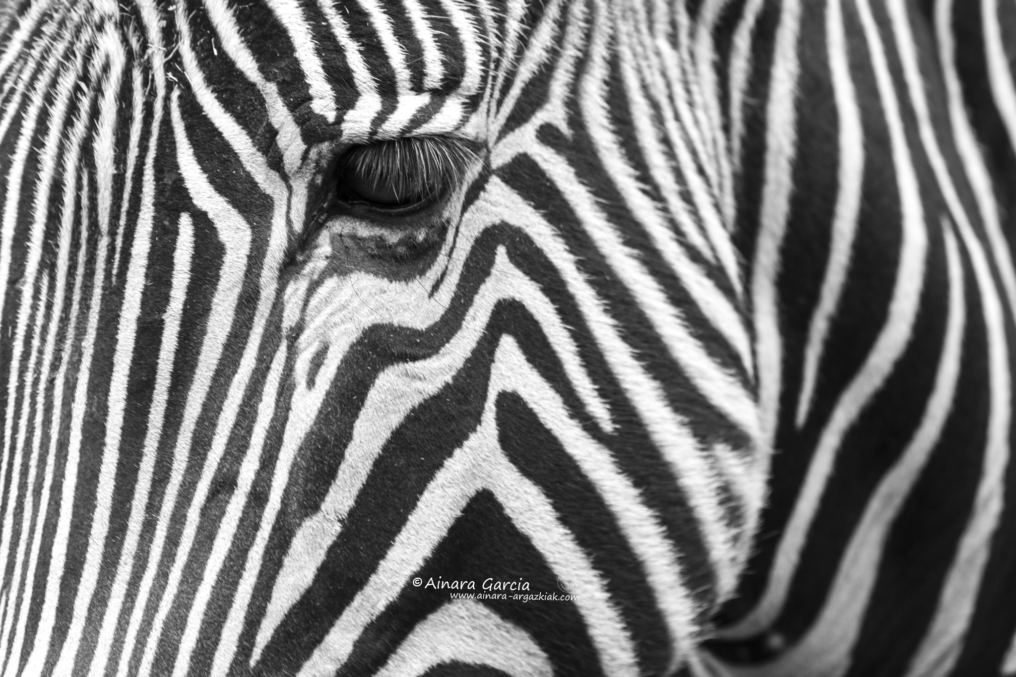 Canon EF-S 55-250mm F4-5.6 IS sample photo. Zebra photography