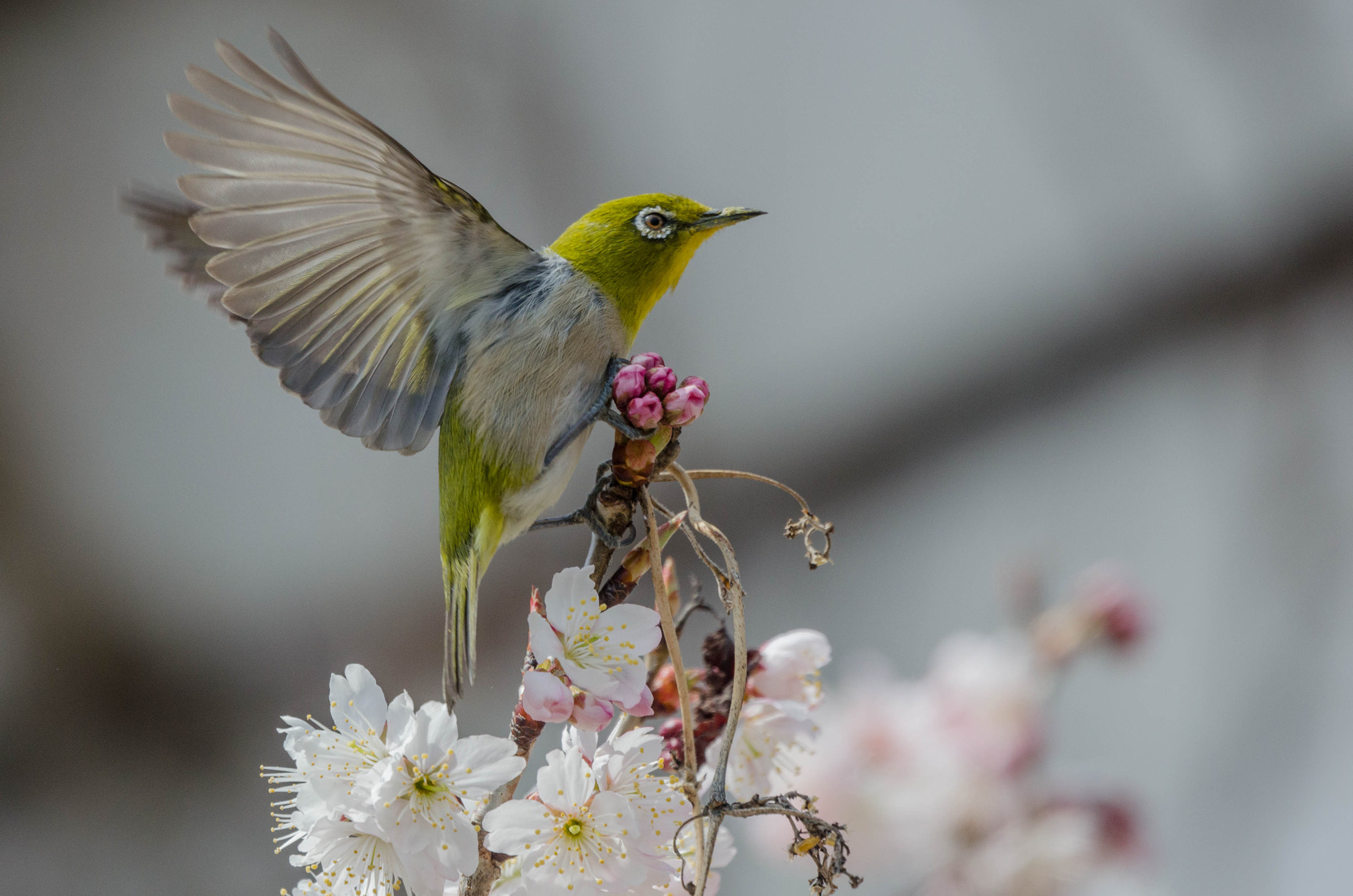Nikon Nikkor AF-S 300mm F4E PF ED VR sample photo. Japanese white-eye photography