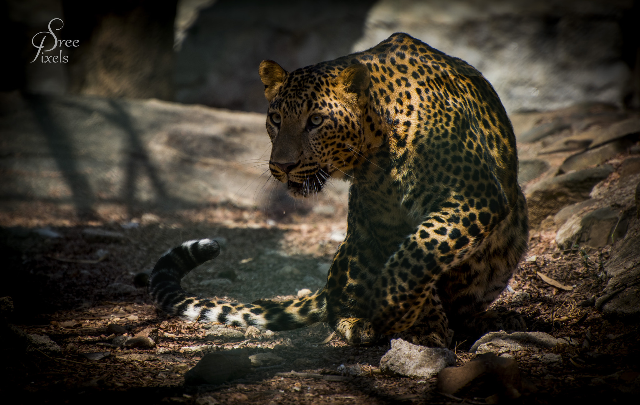 Nikon D5500 sample photo. Cheetah photography