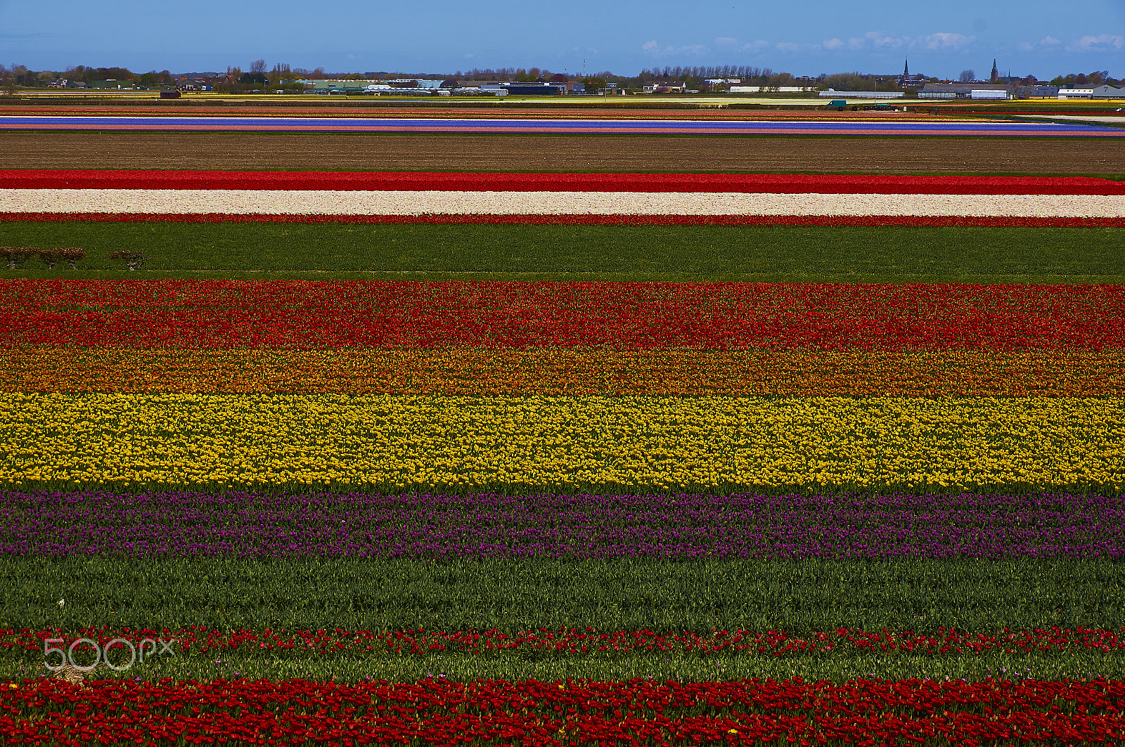Sony SLT-A55 (SLT-A55V) sample photo. Keukenhof photography