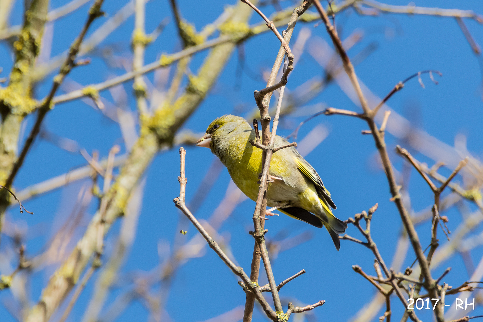 150-600mm F5-6.3 DG OS HSM | Contemporary 015 sample photo. Greenfinch photography