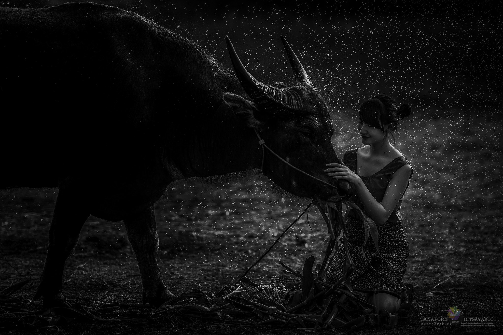 Nikon AF-S Nikkor 70-200mm F2.8G ED VR II sample photo. Woman farmer with her buffalo. photography