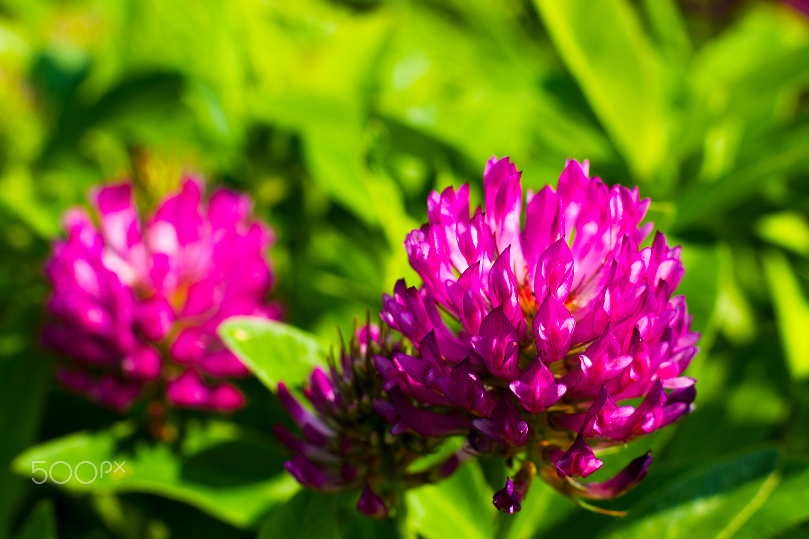 Canon EOS-1D Mark IV sample photo. Blooming clover photography