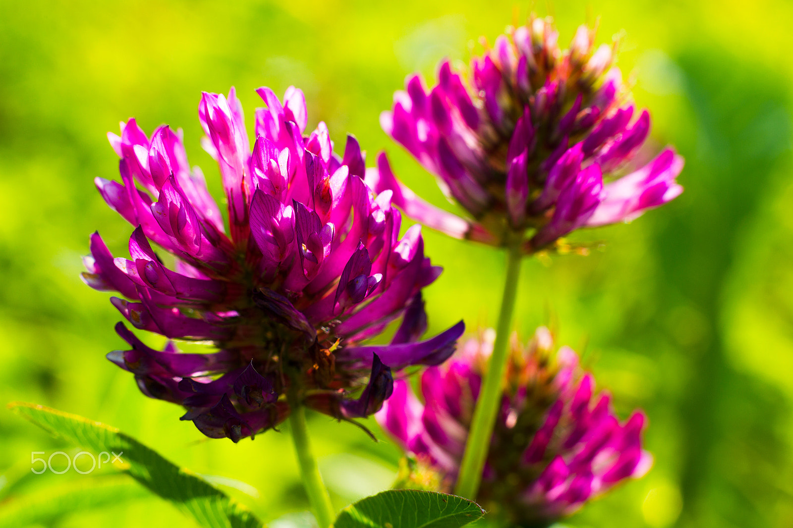 Canon EOS-1D Mark IV sample photo. Blooming clover photography