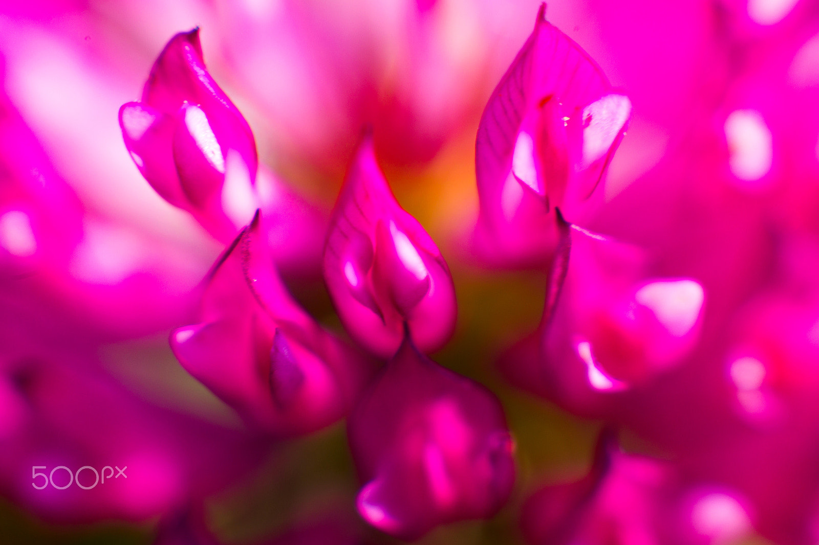 Canon EOS-1D Mark IV sample photo. Blooming clover photography