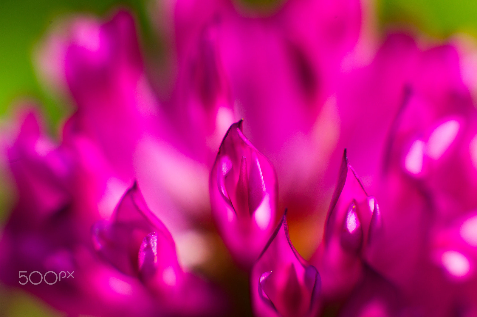Canon EOS-1D Mark IV sample photo. Blooming clover photography