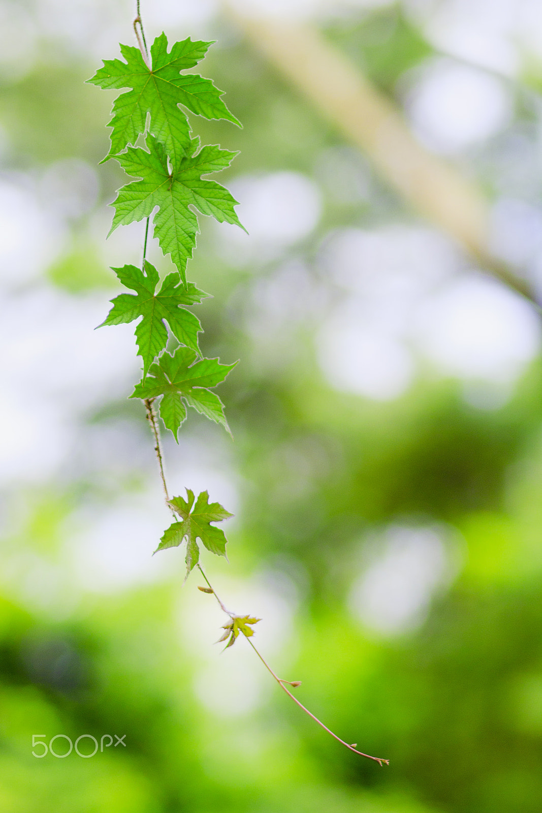 Canon EOS 600D (Rebel EOS T3i / EOS Kiss X5) + Canon EF 85mm F1.8 USM sample photo. Green leaves photography