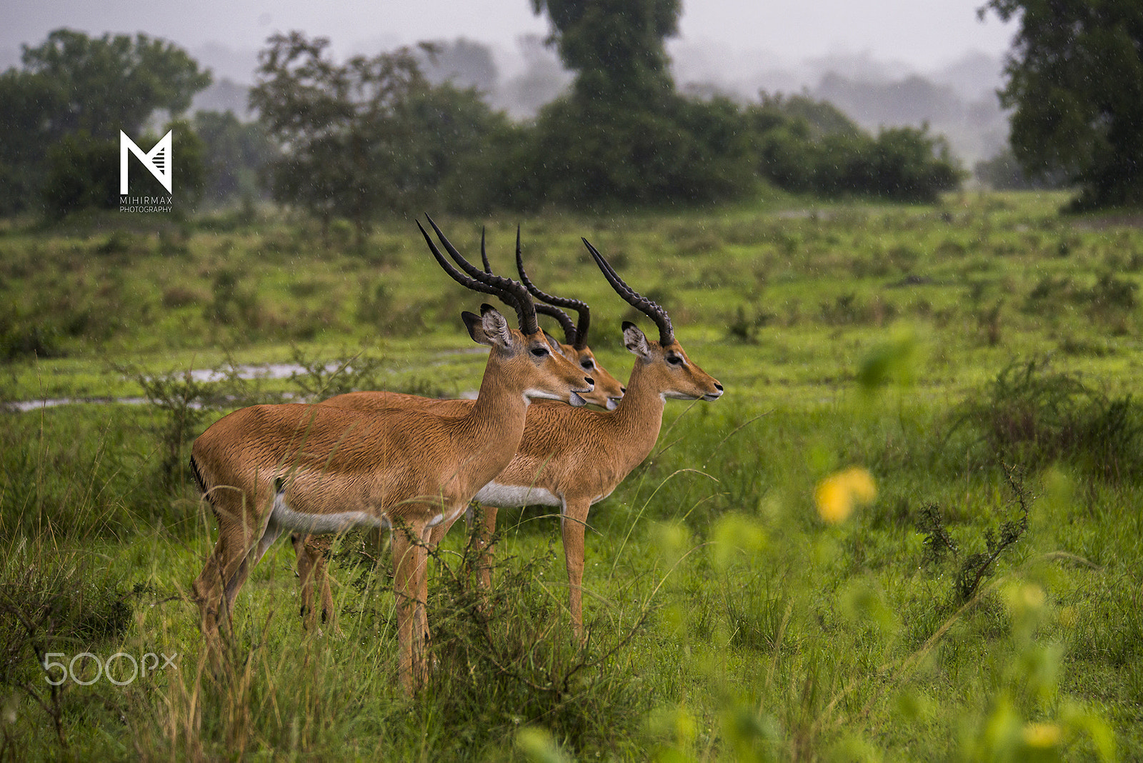 Nikon D800E sample photo. Impala standstill, while storm ⛈ passing by! photography