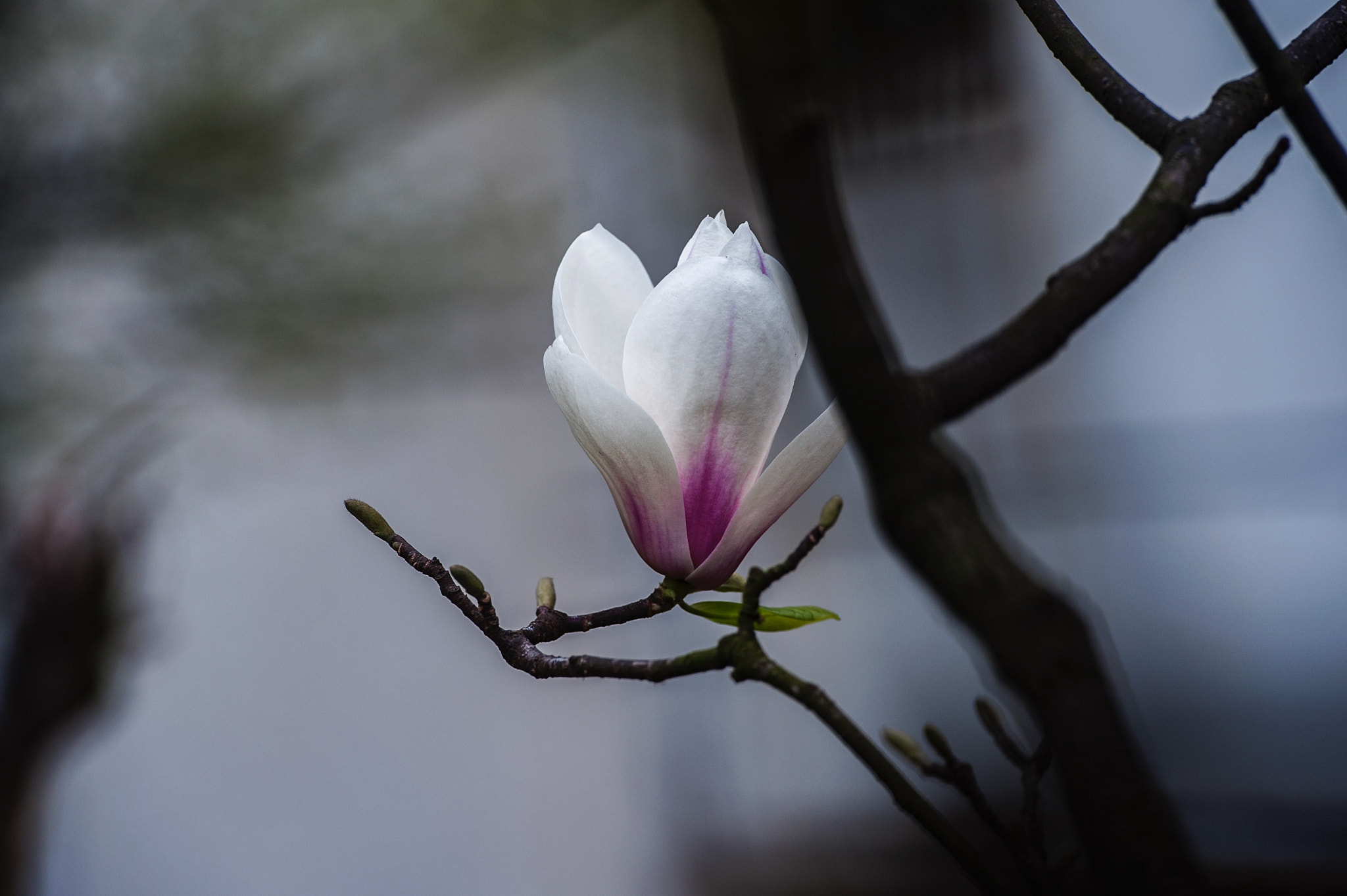 Nikon AF-S Nikkor 70-200mm F2.8G ED VR II sample photo