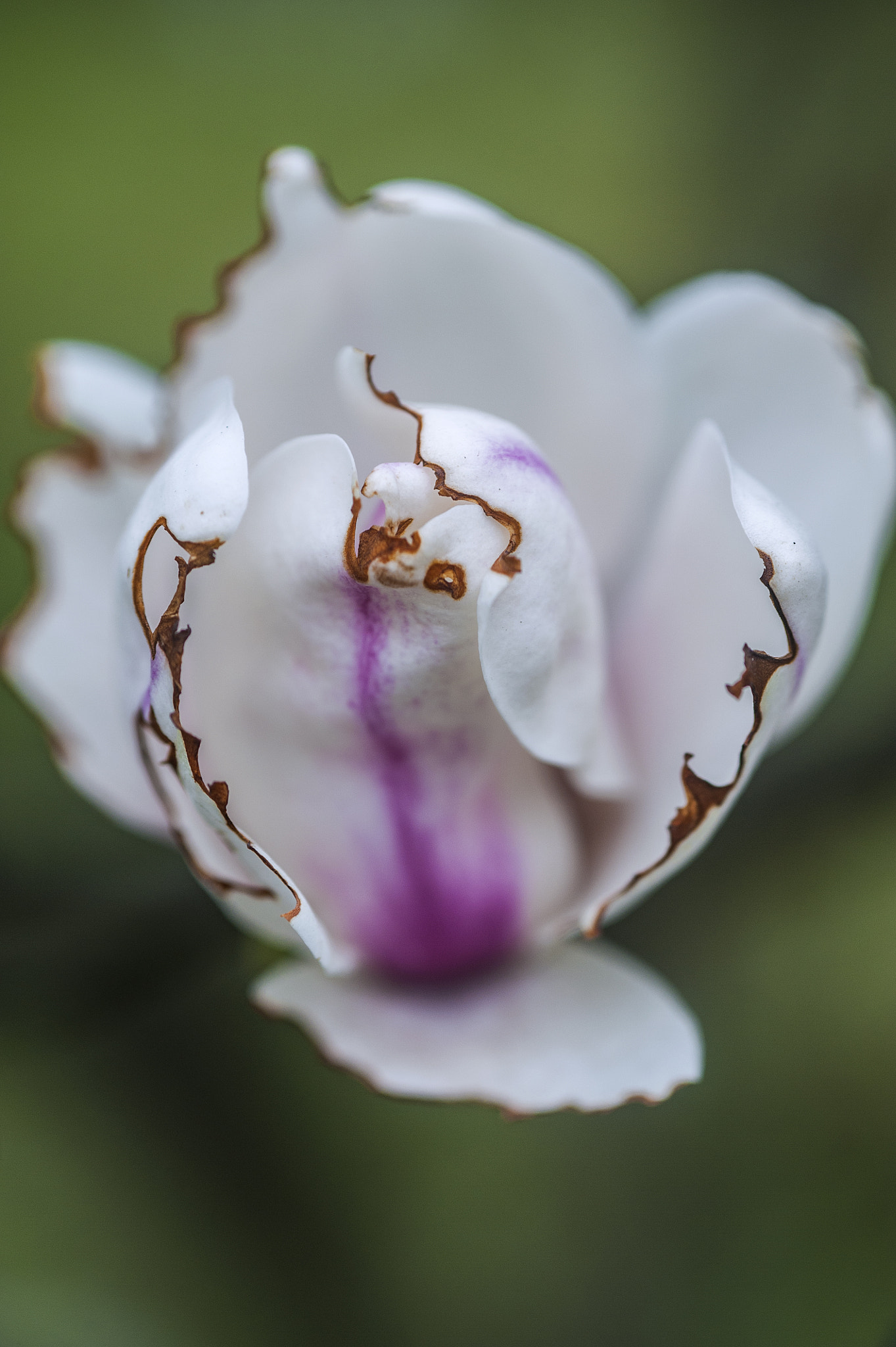 Nikon AF-S Micro-Nikkor 105mm F2.8G IF-ED VR sample photo