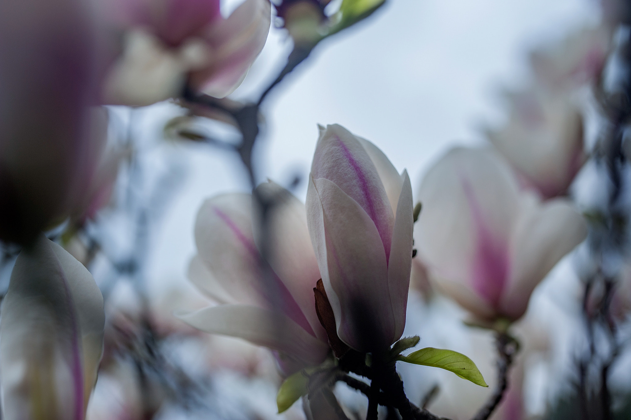 Nikon D700 + Sigma 35mm F1.4 DG HSM Art sample photo