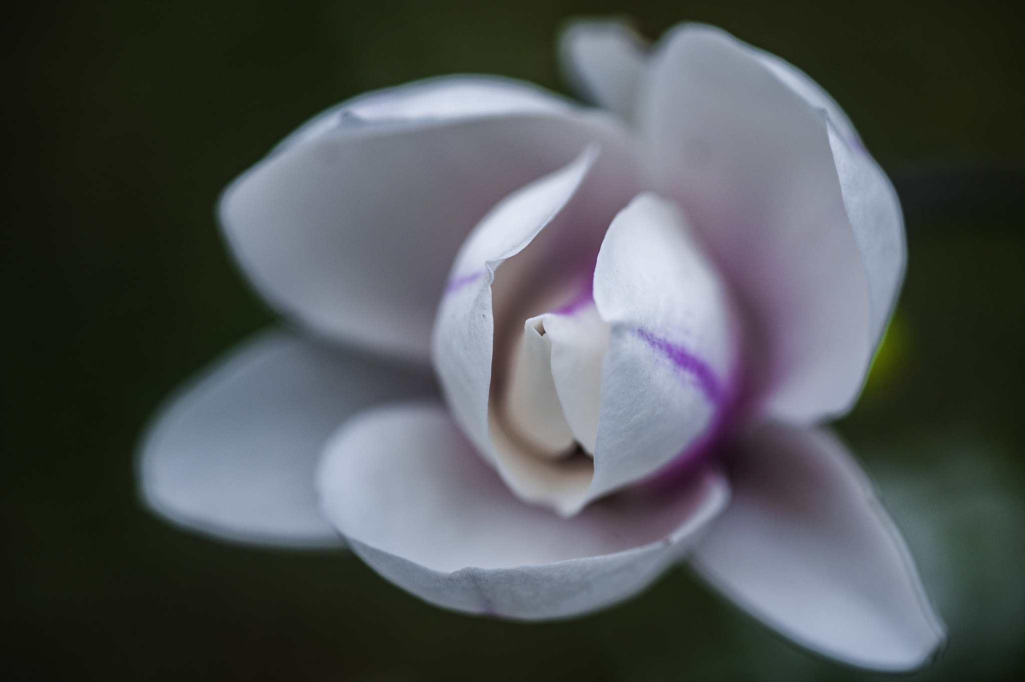Nikon AF-S Micro-Nikkor 105mm F2.8G IF-ED VR sample photo