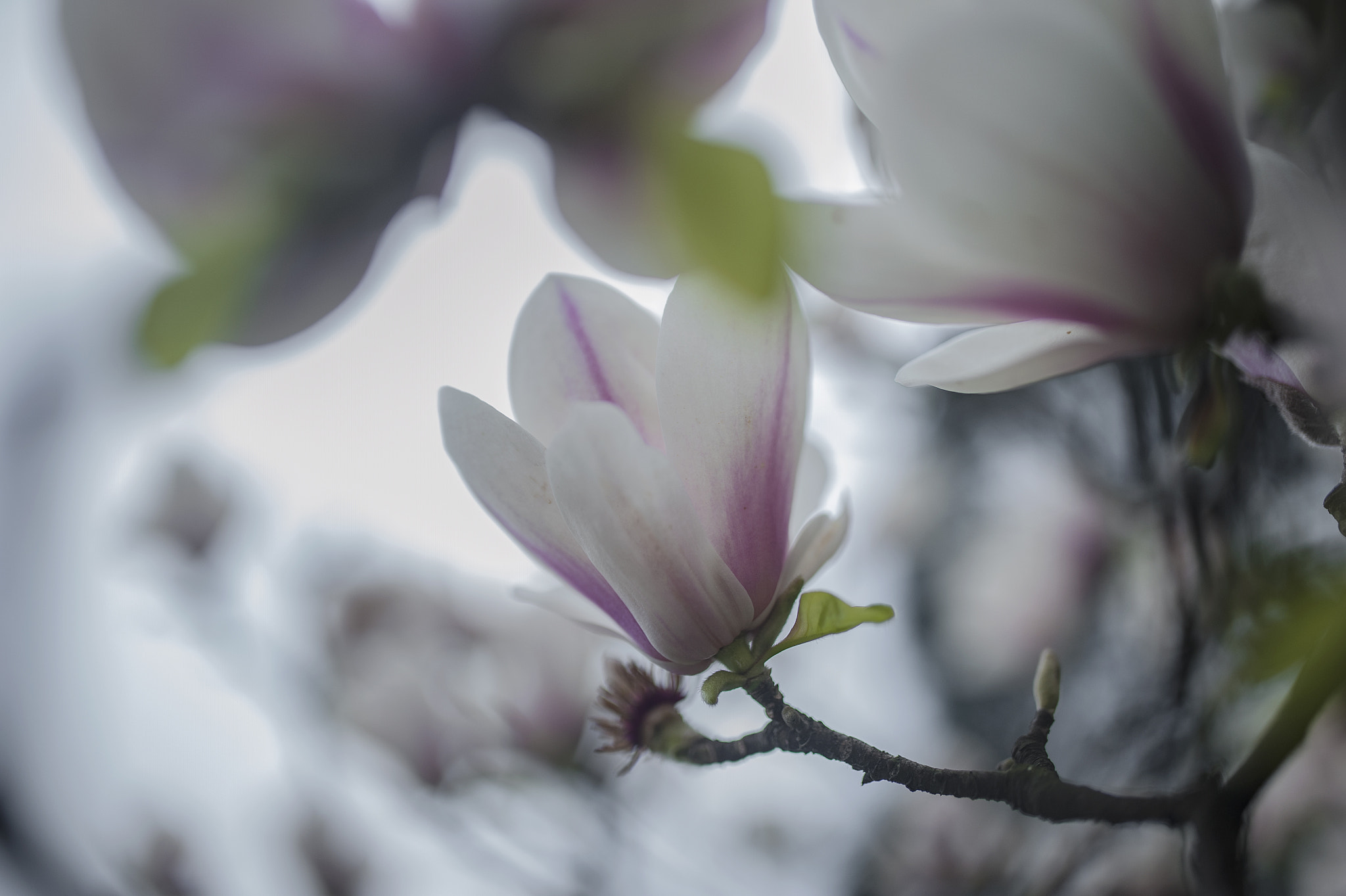 Nikon D700 + Sigma 35mm F1.4 DG HSM Art sample photo