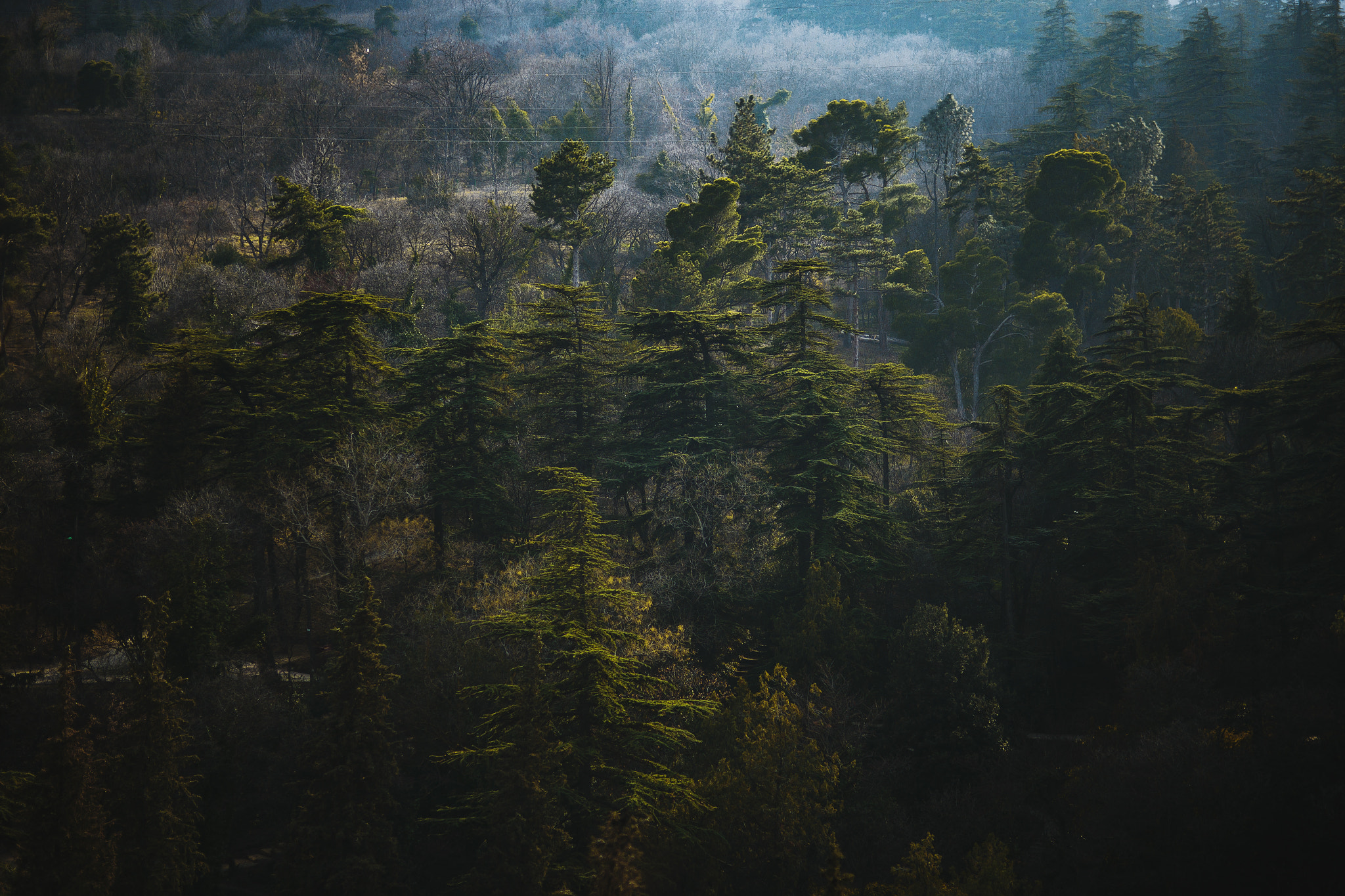 Sigma 85mm F1.4 EX DG HSM sample photo. Forest photography