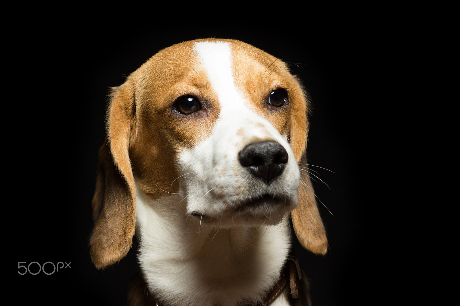 Canon EOS 600D (Rebel EOS T3i / EOS Kiss X5) + Canon EF 85mm F1.8 USM sample photo. Portrait of a sad beagle puppy, isolated on black. photography