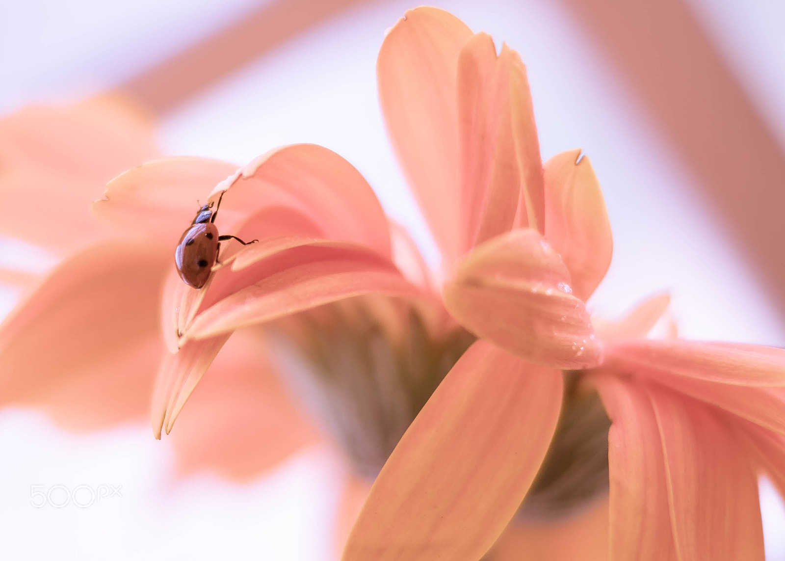 Sony SLT-A68 + Sony DT 50mm F1.8 SAM sample photo. Beauty around you photography