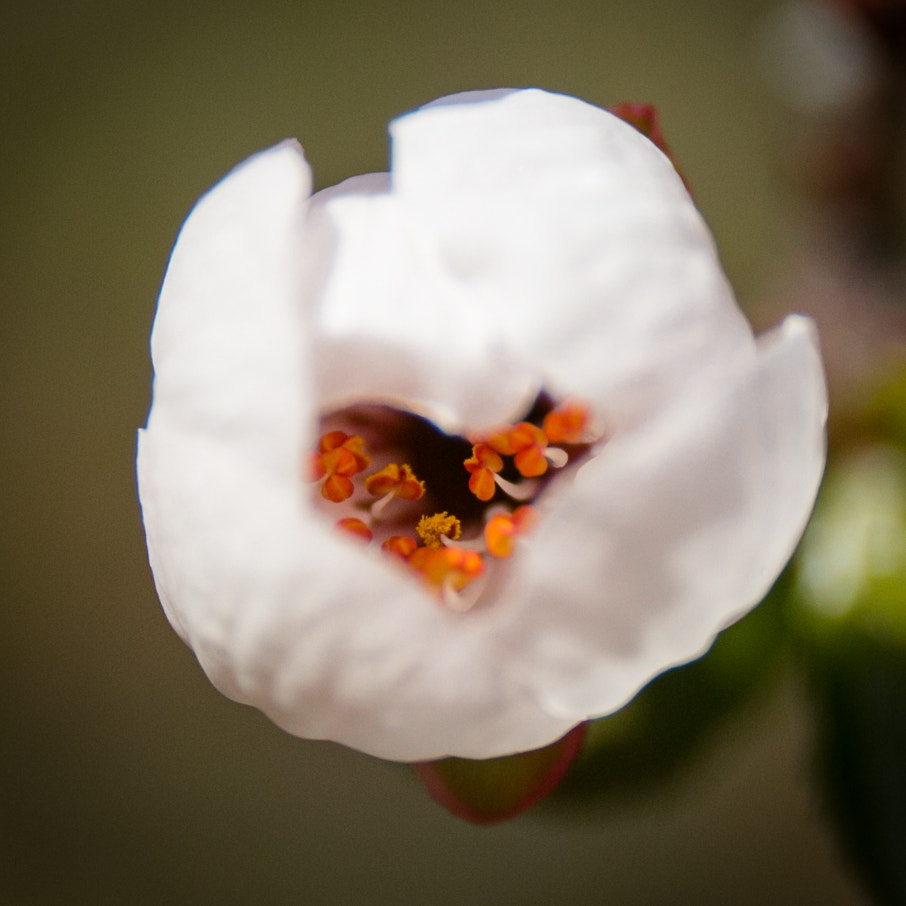 Canon EF 24-70mm F4L IS USM sample photo. 蕊 photography