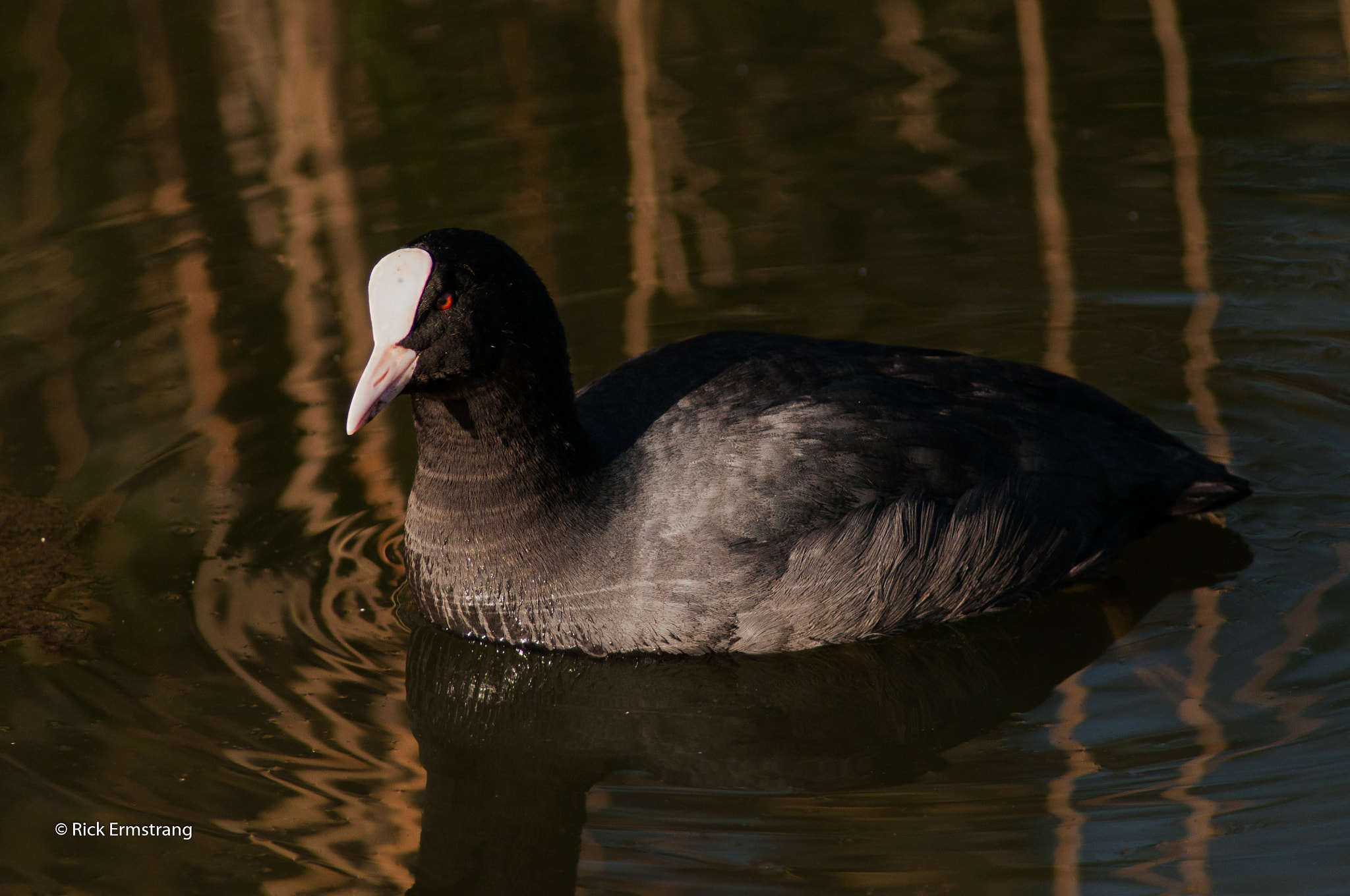 Nikon D90 + AF Nikkor 180mm f/2.8 IF-ED sample photo. Coot photography